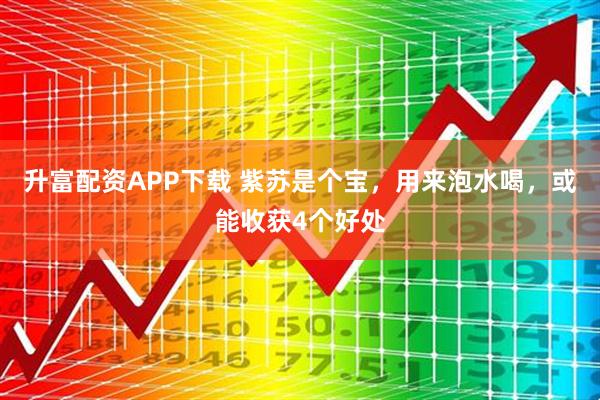 升富配资APP下载 紫苏是个宝，用来泡水喝，或能收获4个好处